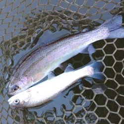 ちょっと渋いけど釣れたぞ！ 大安トラウトレイク